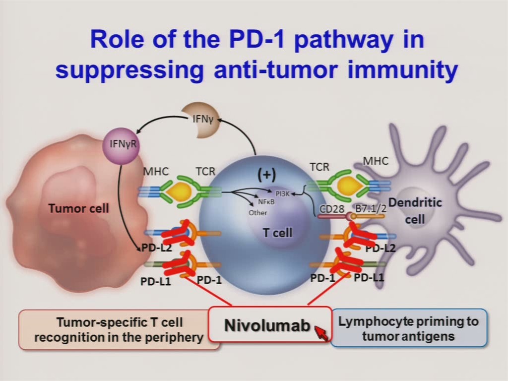 PD-1 Monoclonal Antibody