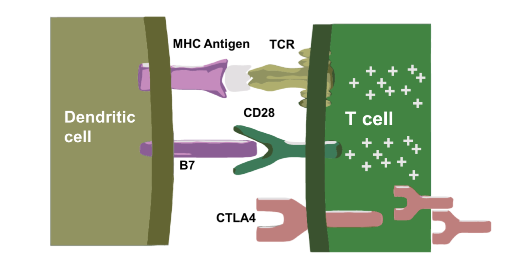 Guidelines for the Evaluation of Immune Therapy Activity - CTLA4 Regulators