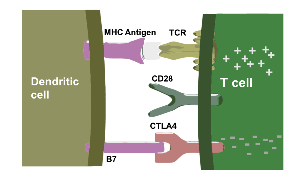 CTLA4-Negatively-Modulates-T-Cell-Activation